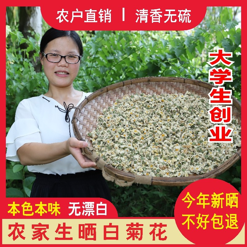 高山老品种白菊花农家太阳生晒白菊花茶杭白菊干花养生菊花茶新货
