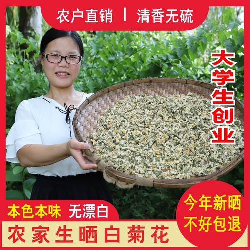 农家生晒白菊花高山菊花茶杭白菊