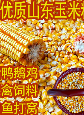 新货散装农家老玉米杂粮酿酒磨面