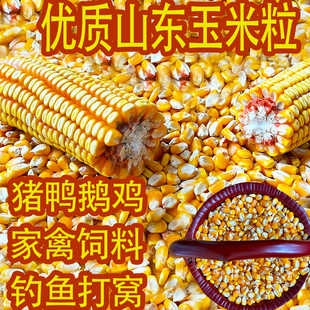 山东普通农家老玉米干玉米粒杂粮酿酒钓鱼打窝喂鸡鸭鹅鸽子粮2024