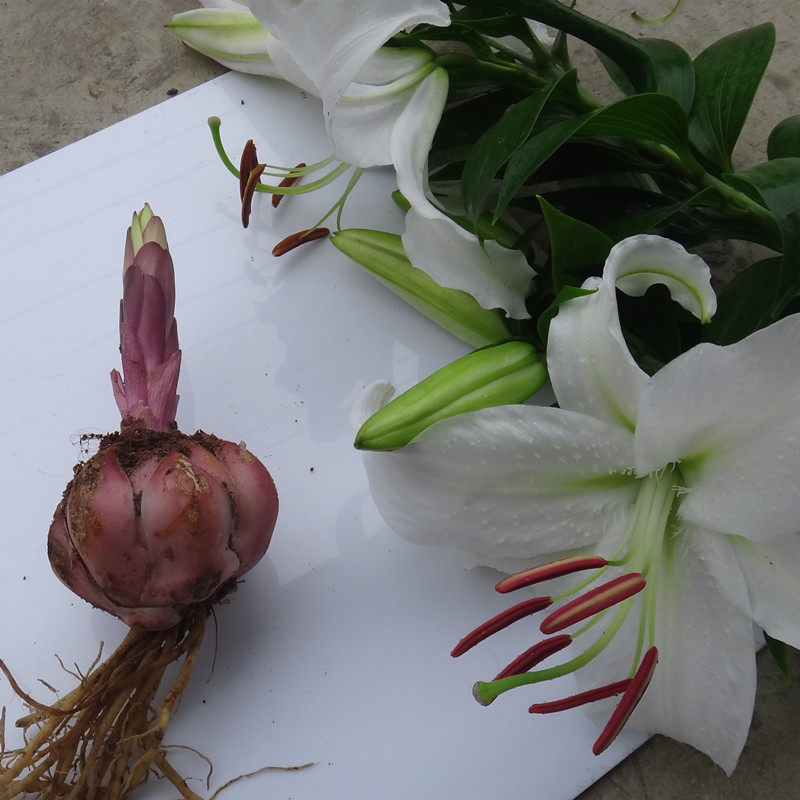 现货荷兰进口地栽盆栽香水百合花大种球 包颜色4球四季种花卉绿植