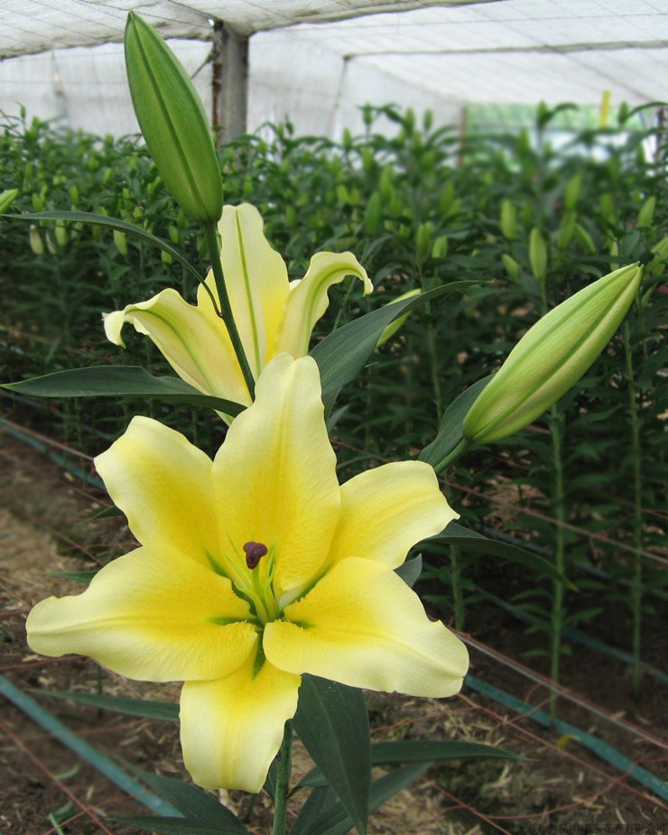 百合花种球OT系列黄色包图片