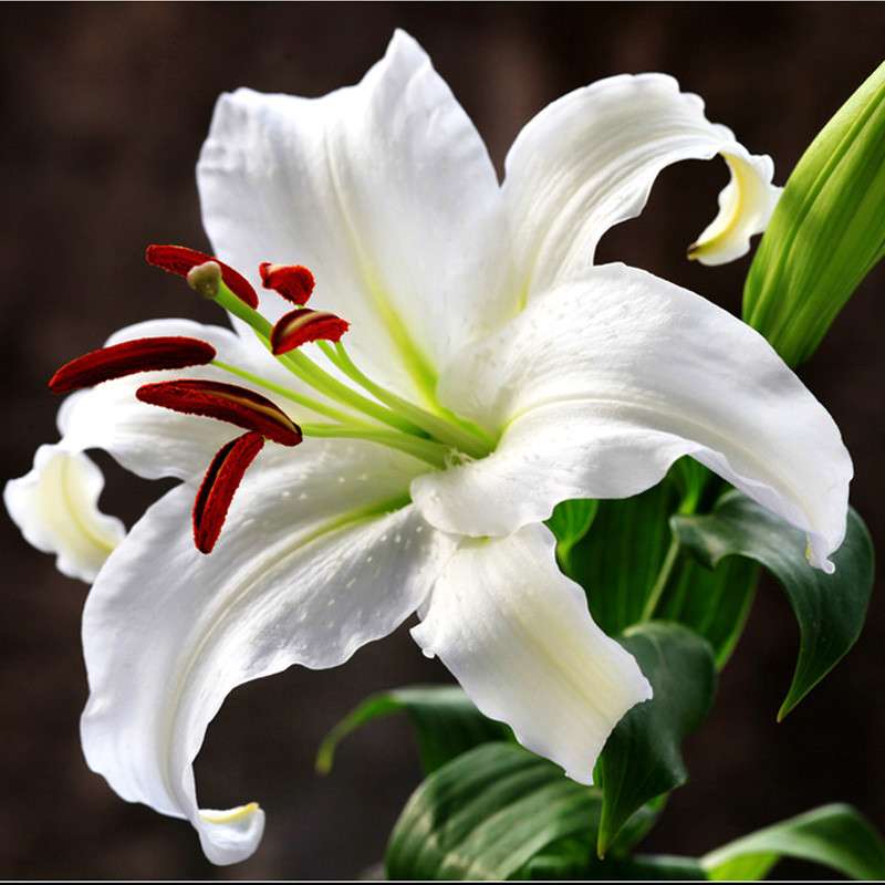 现货优质香水 百合大种球 球根花卉西伯利亚白色