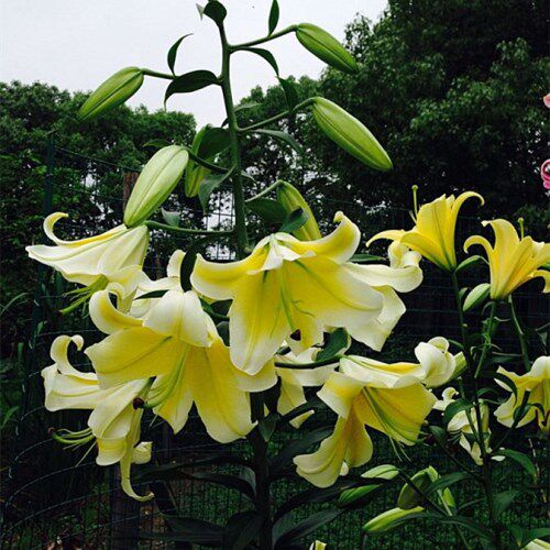 进口经典香水百合花ot木门易复花图片