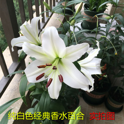 进口种球盆栽香水百合花