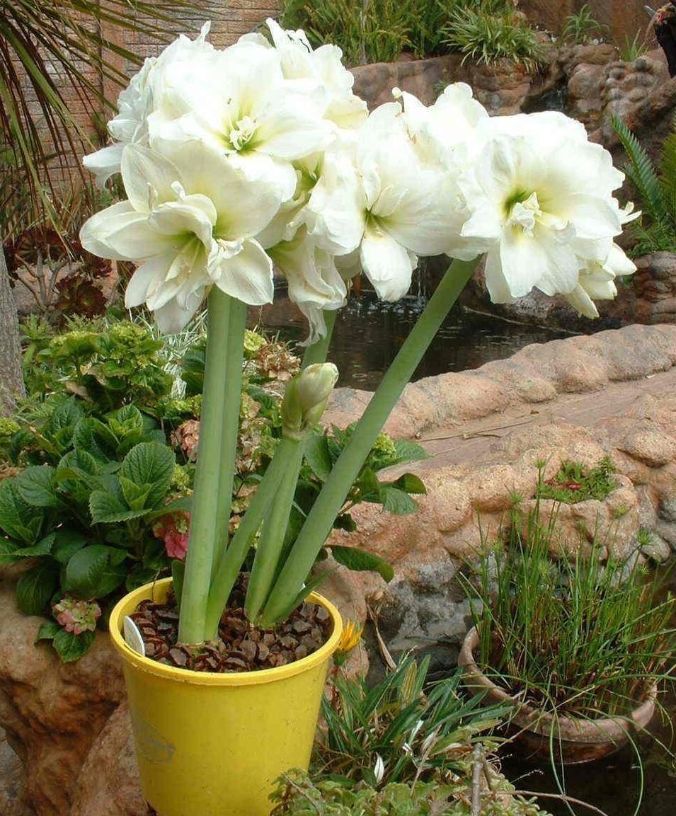 进口朱顶红种球阿弗雷大规格多年生易爆仔花多盆栽地栽重瓣白色花