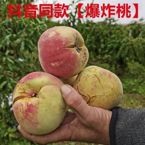 爆炸桃子丑桃裂口桃子开口笑桃子水蜜桃毛桃脆桃甜桃子新鲜青州蜜