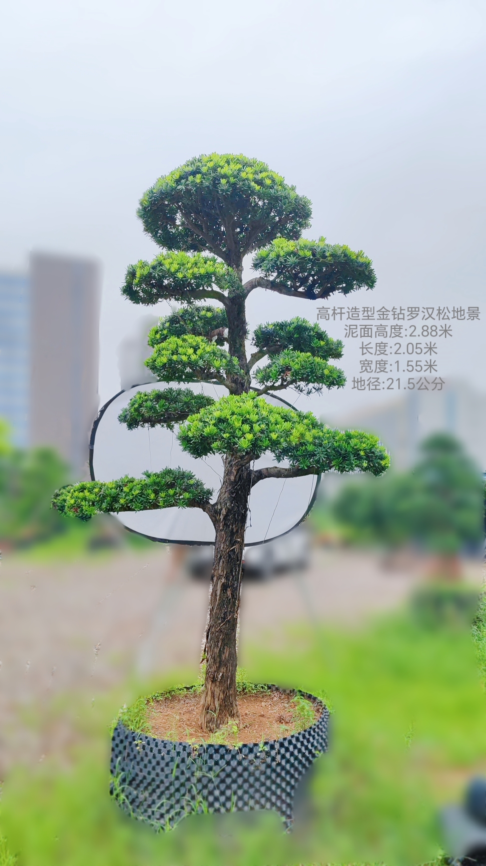 3米高的高杆造型金钻罗汉松庭院花园精品造型地景