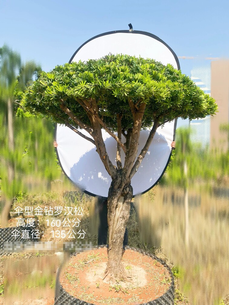 1.6米地景异形伞型金钻罗汉松精品