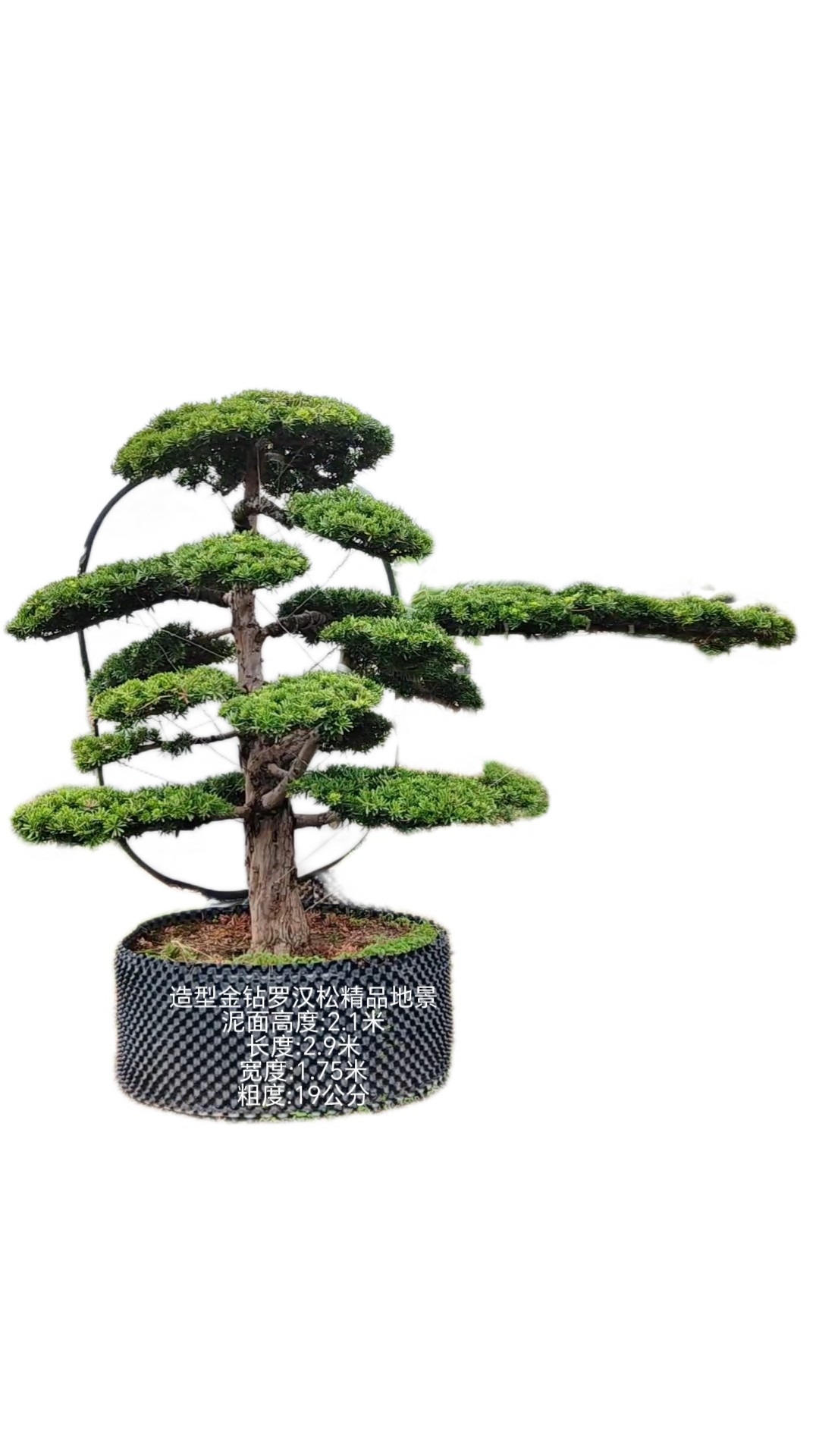 2米长飘金钻罗汉松精品造型地景庭院真树绿植四季常青好养