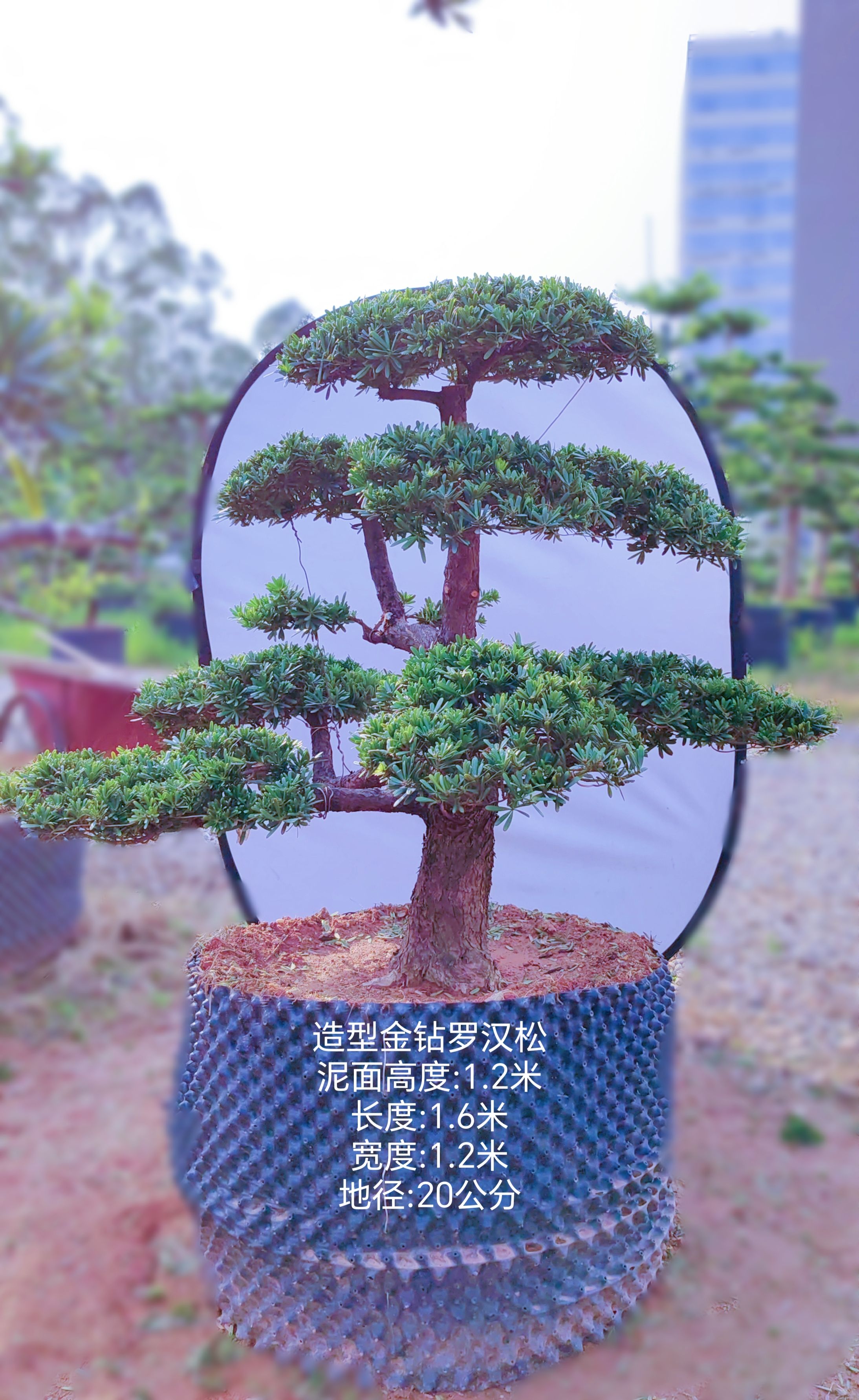 一米以上金钻罗汉松精品造型地景大盆景门口花池庭院天台真树好养