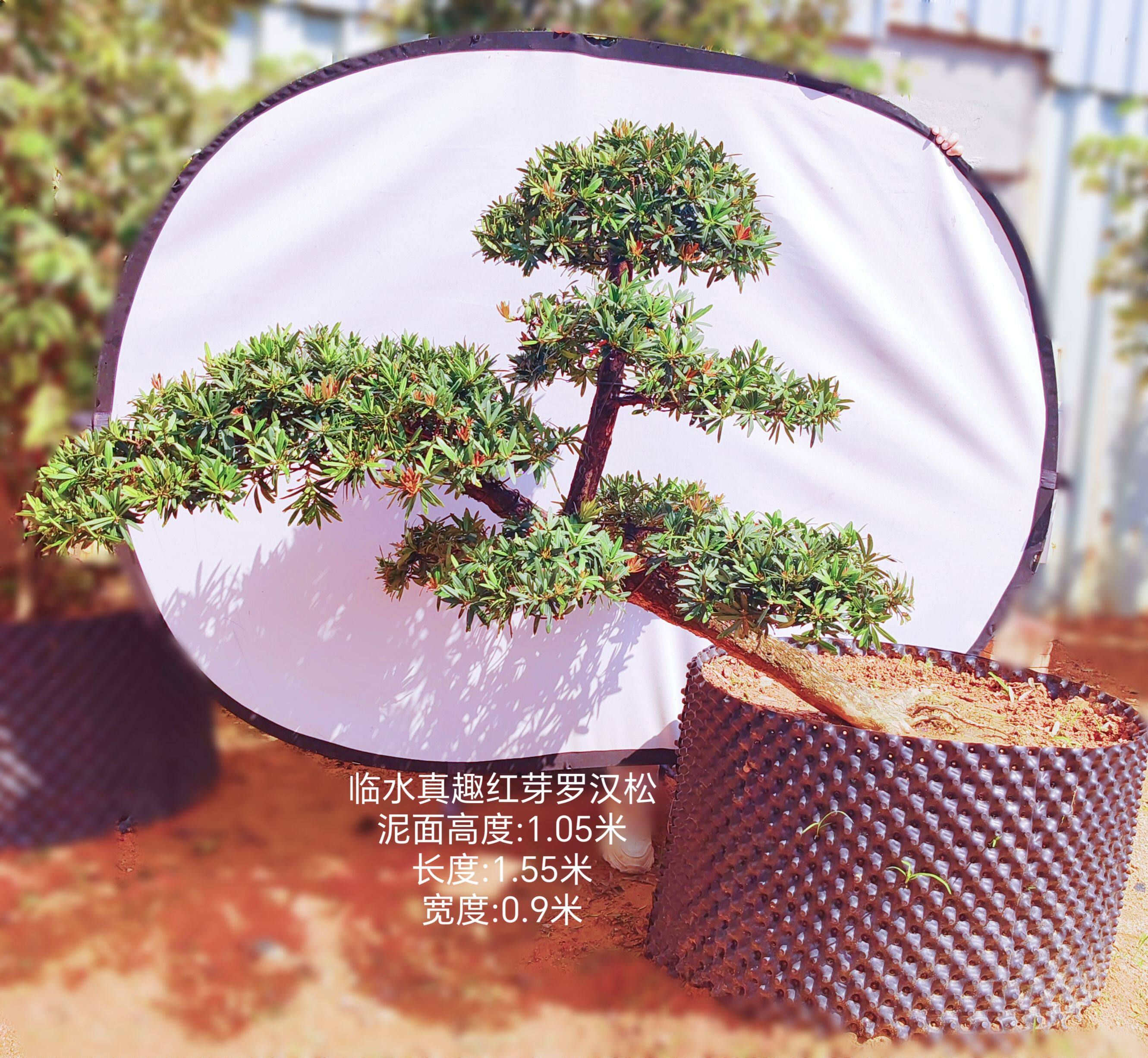 1米临水斜飘造型真趣红芽罗汉松庭院花园景观海岛罗汉松造景精品