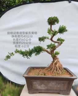 包邮提根迎客松造型广东雀舌黄杨精品盆景办公室客厅室内紫砂盆栽