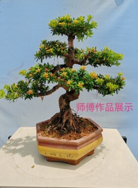 东莞及周边城市庭院花园绿植地景盆景嫁接或修剪造型园艺服务1次
