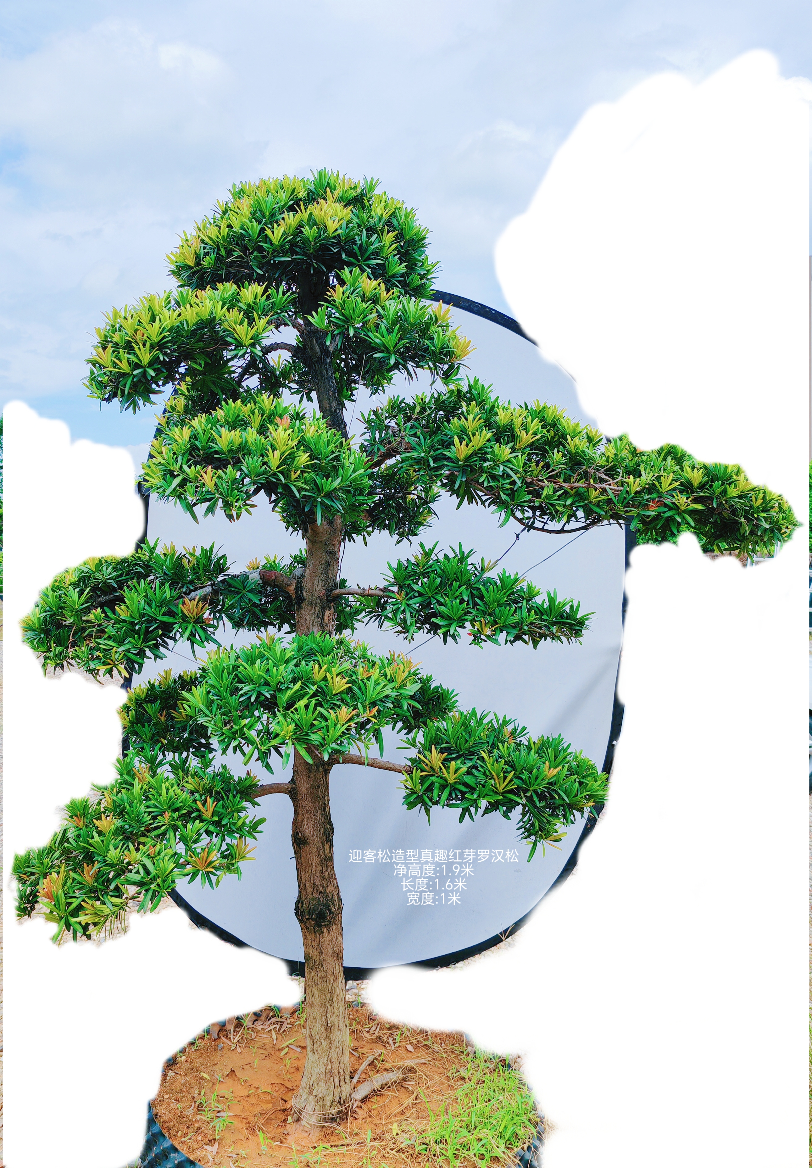 1.9米迎客松造型真趣红芽罗汉松庭院花园海岛罗汉松地景真树精品