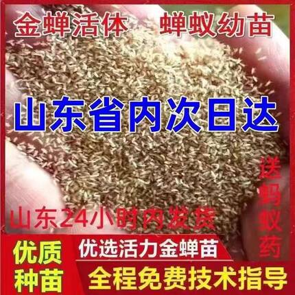 金蝉幼苗 知了猴种子 养殖活体蝉蚁小苗 孵化好金蝉幼虫幼苗卵枝
