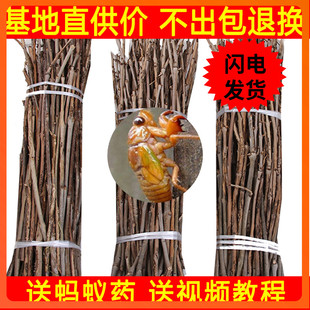 知了猴种子 金蝉种卵 养殖技术蝉卵枝金蝉养殖蝉卵枝种苗金蝉卵枝