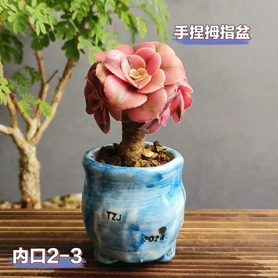 景德镇手工多肉花盆坛子姐多肉花盆指尖盆迷你拇指盆小老桩控型盆