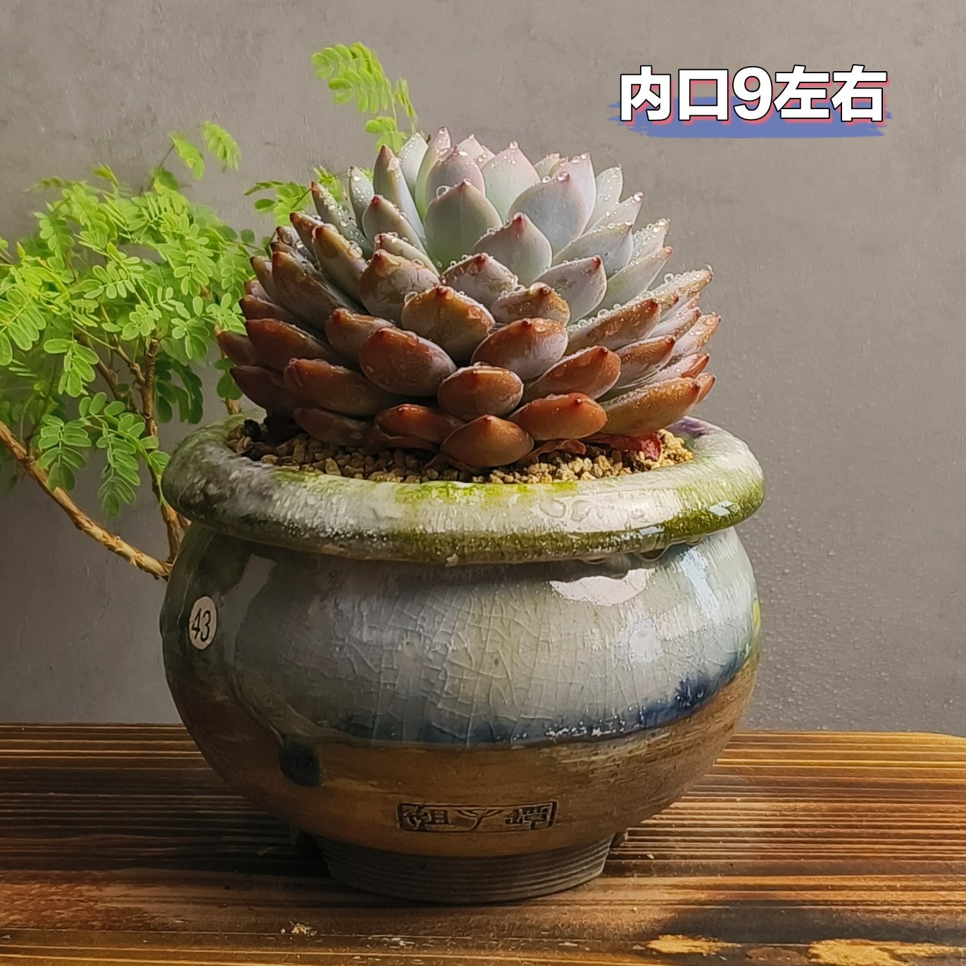 景德镇手工多肉花盆坛子姐花盆粗花盆