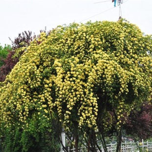 七里香 庭院别墅花园阳台攀缘爬藤植物 夜里香 木香花苗 黄木香苗