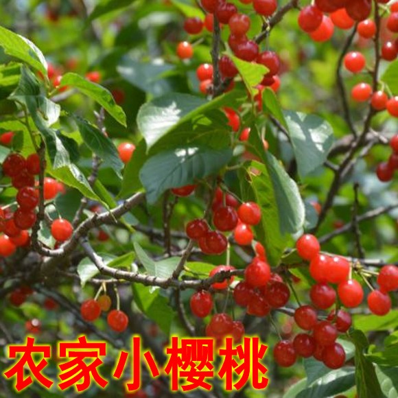 樱桃老品种 农家土樱桃苗小樱桃树苗 南北方草樱苗嫁接大樱桃砧木