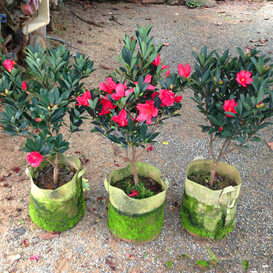 杜鹃红山茶花盆栽四季茶花苗 杜鹃茶大苗带花苞室内庭院花卉绿植