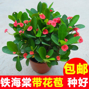 虎刺梅盆栽 铁海棠 办公室桌面绿植 多肉植物 室内开花植物花卉