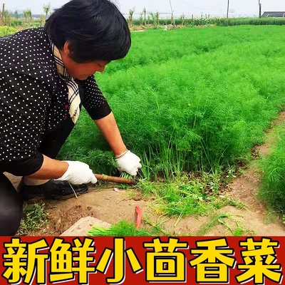 现货包邮山东茴香菜新鲜不带根鲜嫩小茴香苗大荤香饺子馅非河北