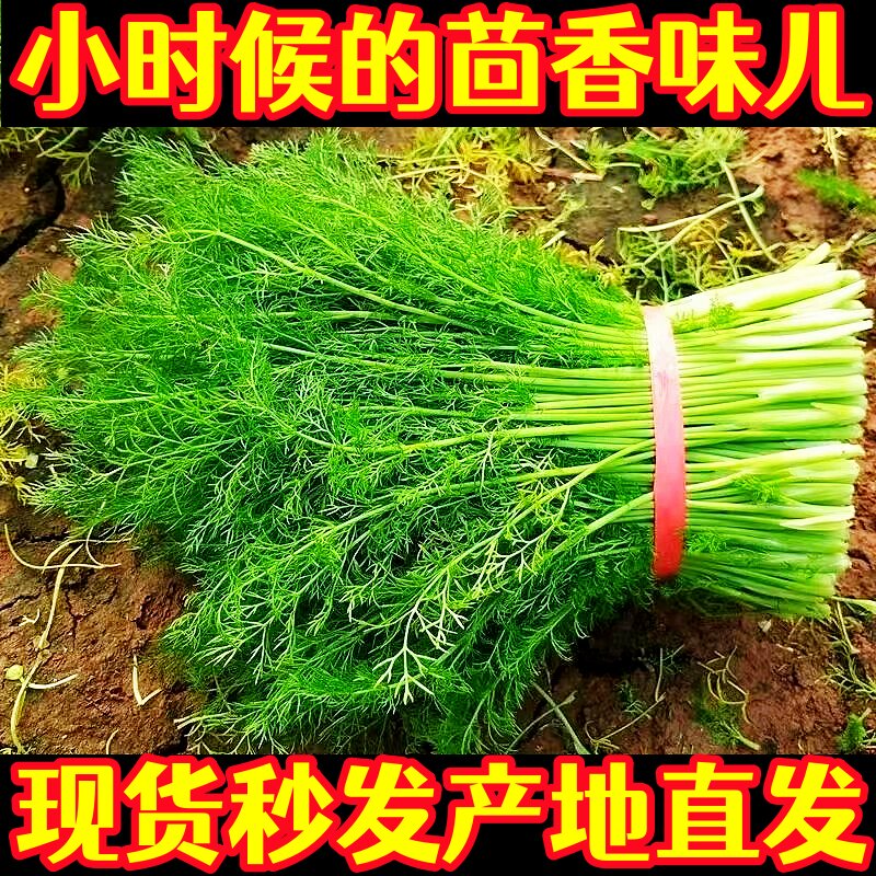 现货包邮山东茴香菜新鲜鲜嫩小茴其它