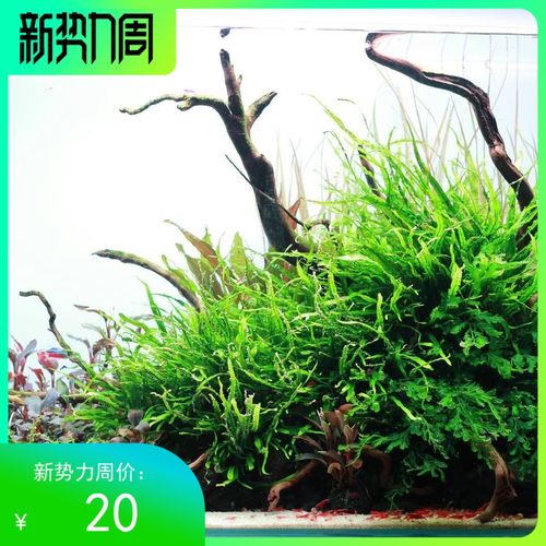 正宗丹麦细叶铁皇冠阴性鱼缸造景