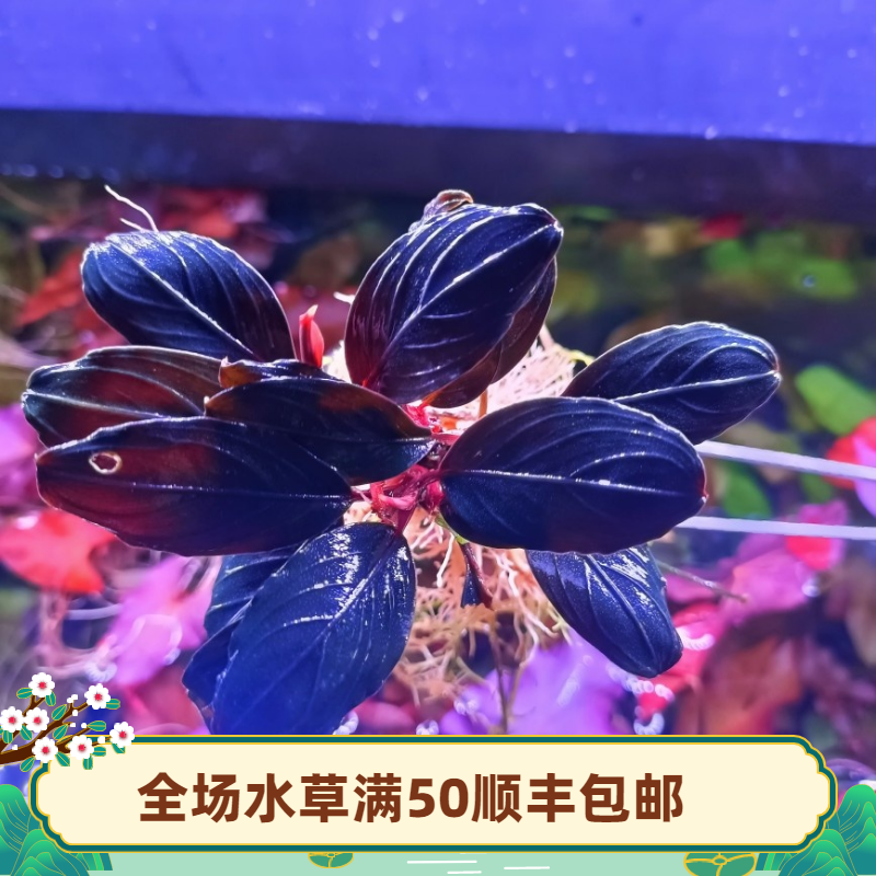 草屿水景辣椒榕黑骷髅野株阿克琉斯黑骷髅椒蓉辣椒榕水草造景辣