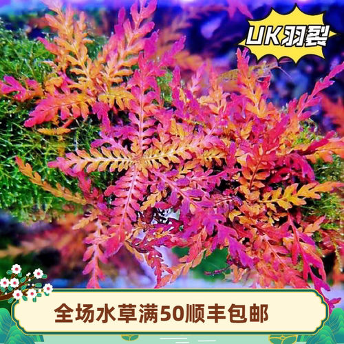 水草造景稀有品种UK雨裂水蓑衣