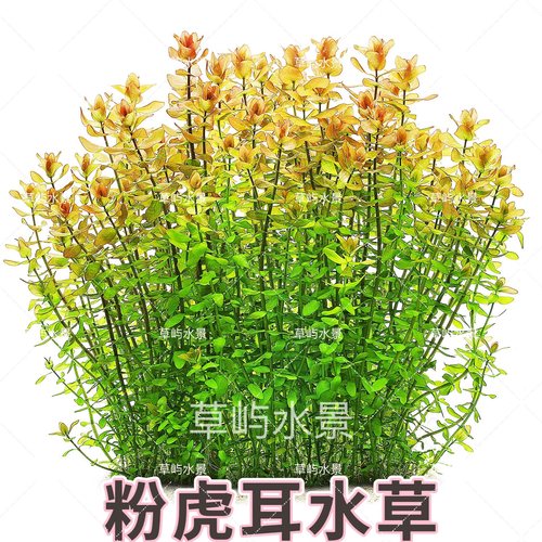 粉红虎耳水下叶荷兰景阳性淡水鱼缸造景水培懒人增氧粉色后景水草