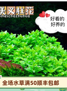 南美叉柱花 粉红叉珠花稀有品种ada水草无菌杯迷你前景草红色水草