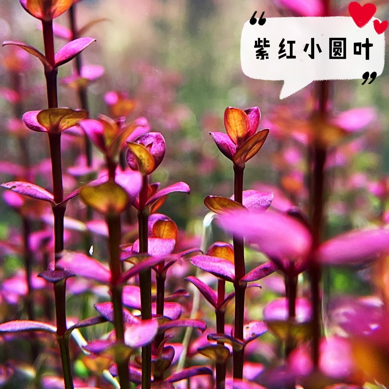 紫红小圆叶水草稀有水下叶鱼缸装饰造景活体植物红色水草中后景