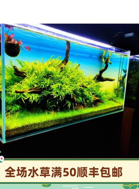 叉叶铁皇冠水草/三叉铁皇冠/水草造景/水草活体/水中叶/ADA同款