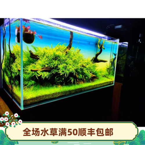 ADA叶铁皇冠三叉活体同款水草