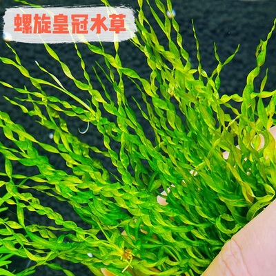 螺旋皇冠水草稀有水草ada草缸造景鱼缸装饰隐性活体植物皇冠水草