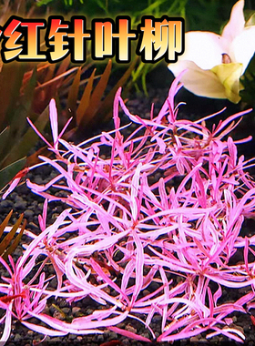 粉红针叶柳中前景水草荷兰景鱼缸高端稀有水蓑衣淡水下叶粉红色