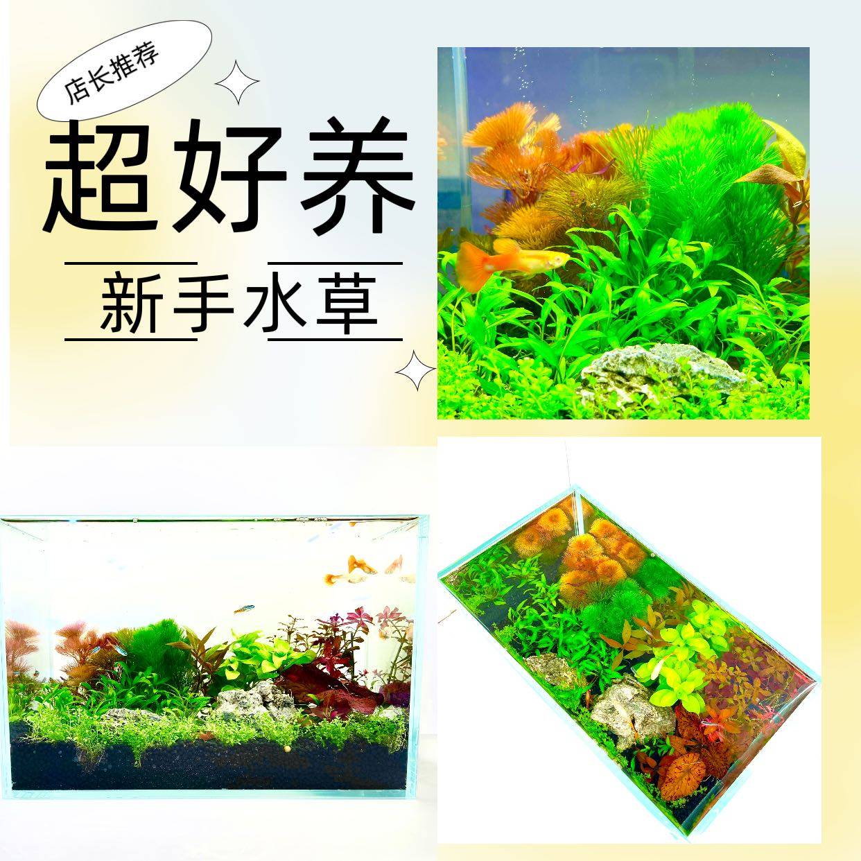 新手懒人水草套餐阴性鱼缸草缸无菌杯莫斯造景前中后景淡水植物