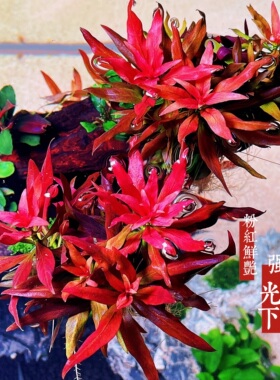 大红叶水草红灯丁香红色水草鱼缸沉木造景中后景水下叶顺丰包邮