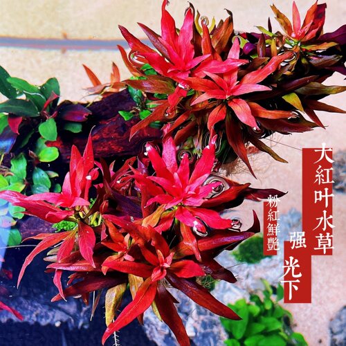 大红叶水草红灯丁香红色水草鱼缸沉木造景中后景水下叶顺丰包邮
