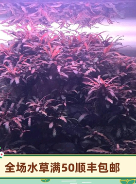 雨裂水蓑衣水下叶中后景水草羽裂水蓑衣自来水下养殖红色水草植物