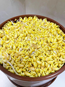 包邮 500g5件 芽2024年秋季 紫砂豆芽罐发芽黄豆