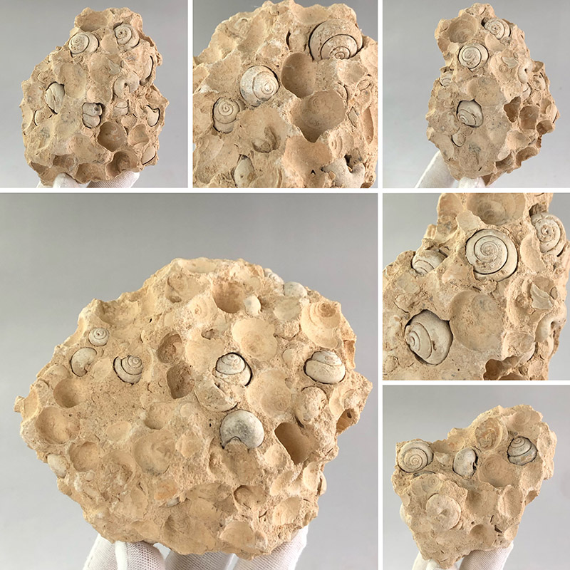 天然蜗牛圆锅螺化石原石共生腹足动物古生物化石地质科普教学标本