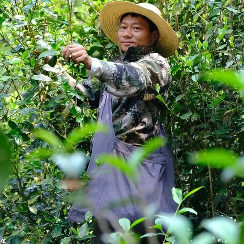2025新茶高山云雾耐泡铁观音