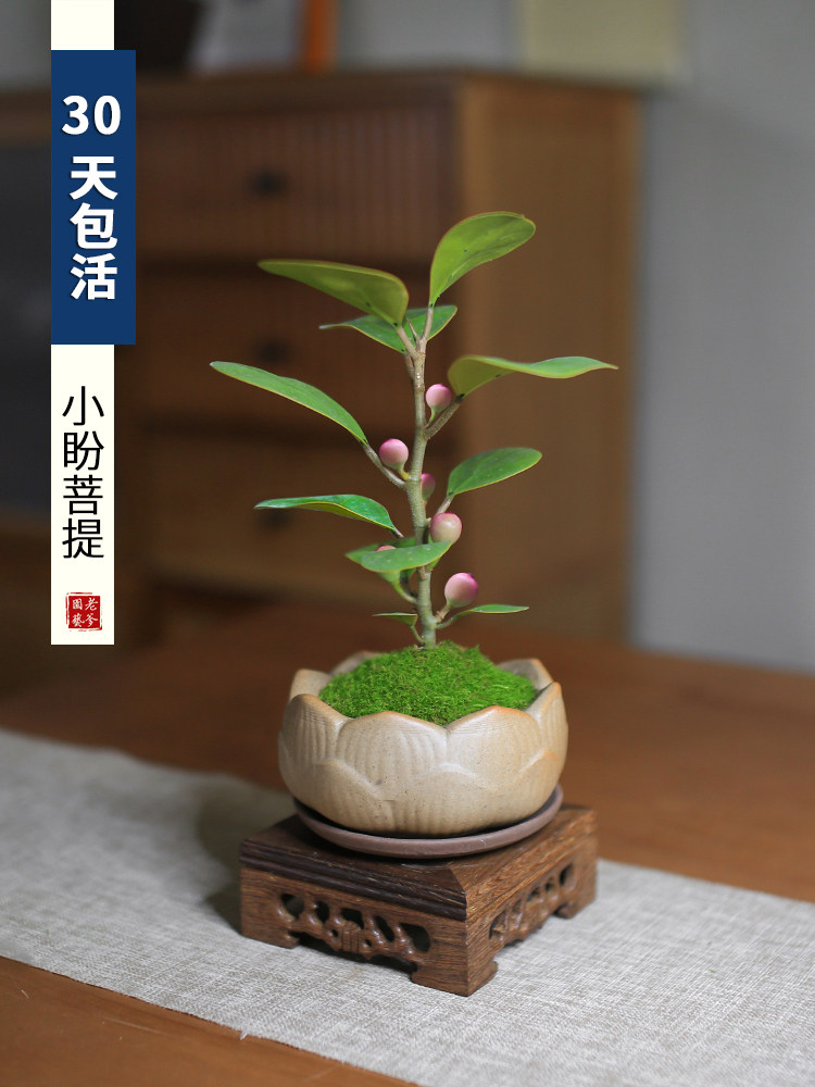 小盼菩提迷你小盆栽室内植物好养办公室桌面绿植情绪稳定带果盆景