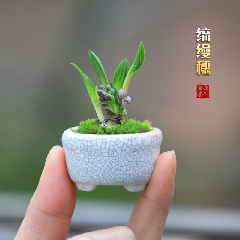 油点百合迷你拇指小盆景
