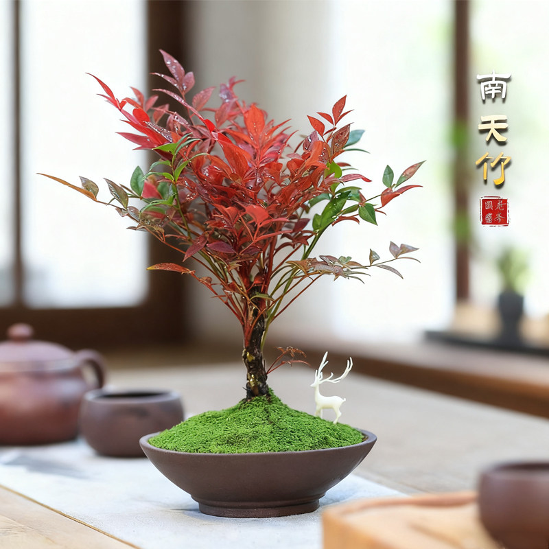 南天竹盆栽阳台红叶植物盆景茶桌茶台绿植办公室室内好养耐寒植物,鲜花速递/花卉仿真/绿植园艺,绿植,淘宝优惠券,粉丝福利购,淘宝优惠卷