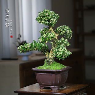 黄杨老桩造型盆景植物室内一物一拍办公室桌面茶室绿植禅意盆栽